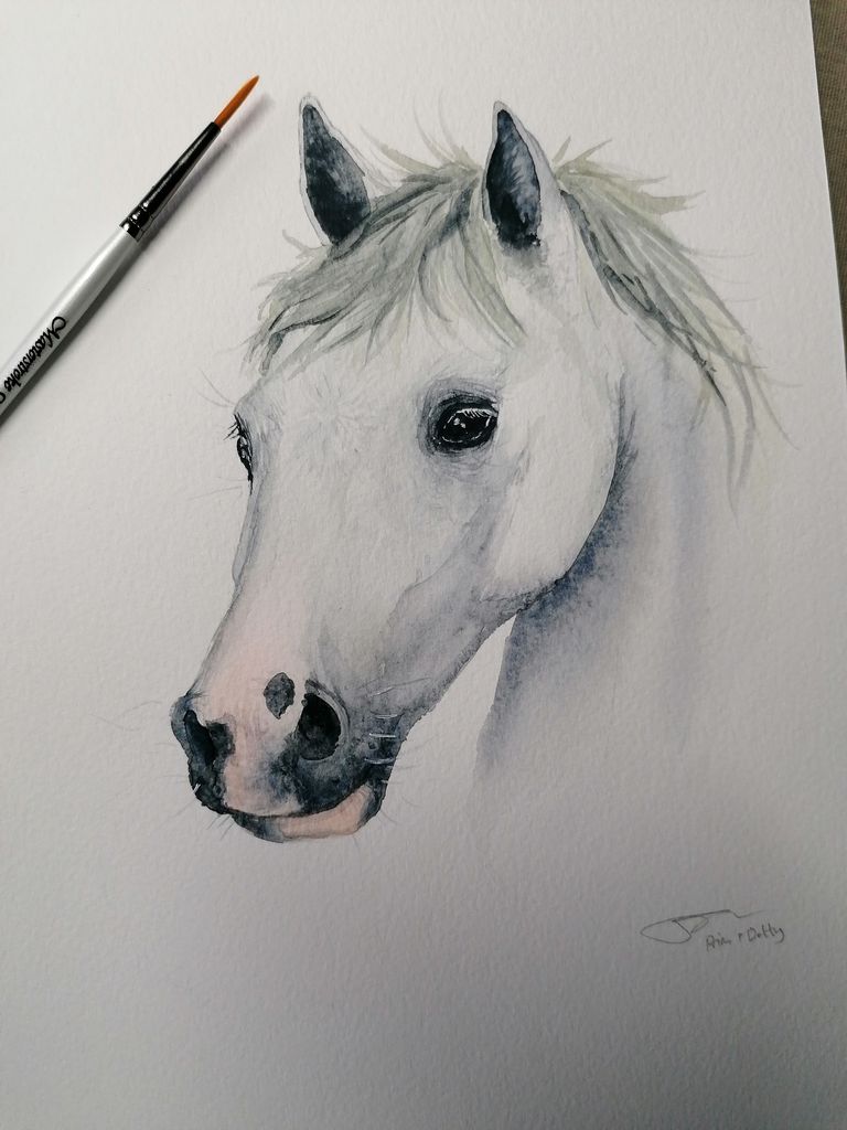 Pet Portrait LIMITED EDITION